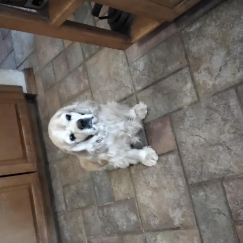 A senior medium-sized female Cocker Spaniel dog named Peggy for adoption in Grove, OK