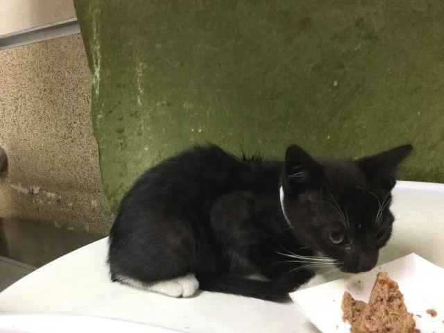 A baby small-sized female Domestic Short Hair cat named Star for adoption in Riverside, CA
