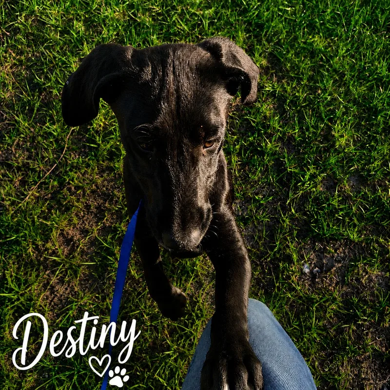 Destiny