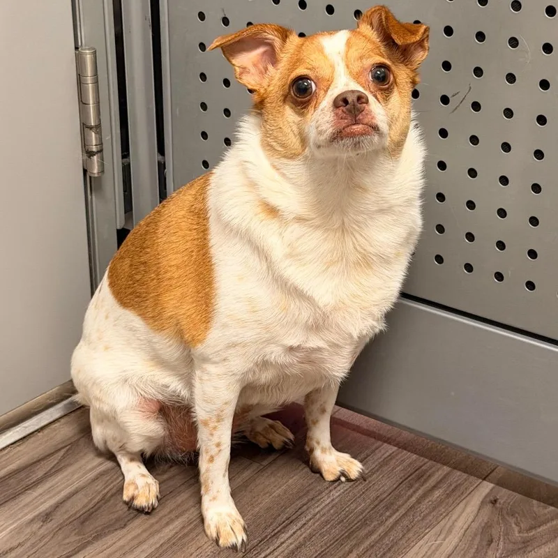Lila