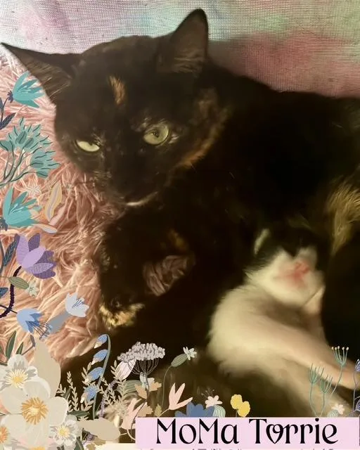 A young medium-sized female Domestic Short Hair cat named Moma Torrie for adoption in Ogden, UT