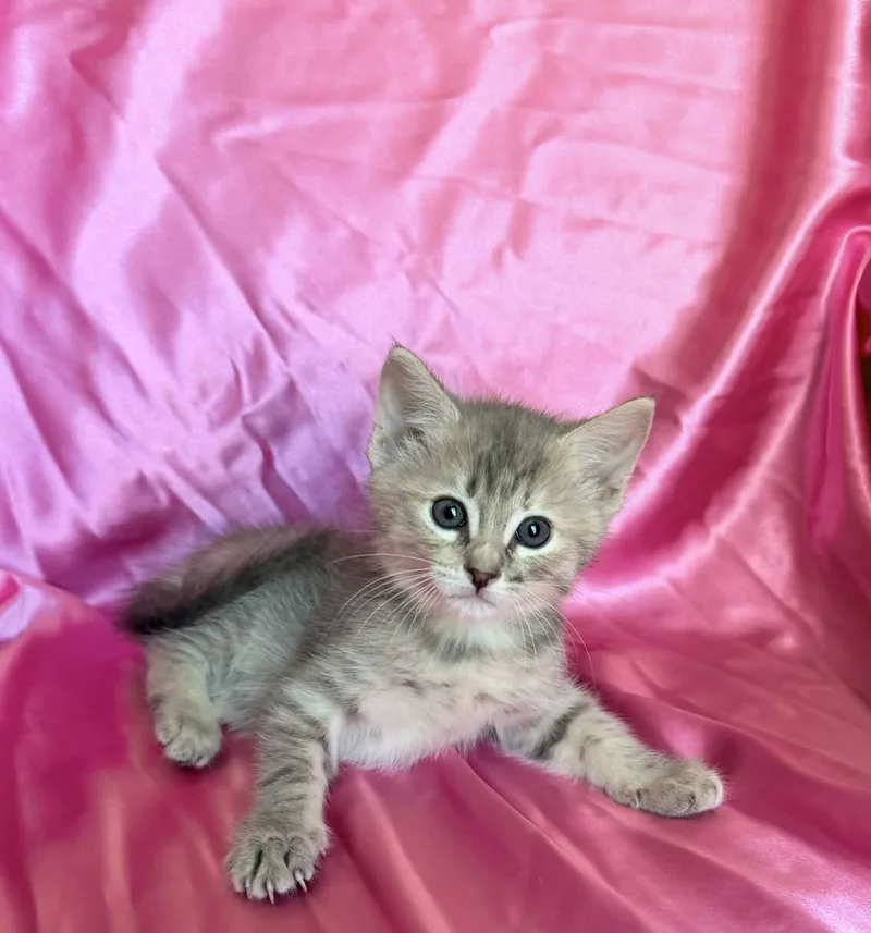 A baby medium-sized female Tabby (Gray / Blue / Silver) Domestic Short Hair cat named Mako for adoption in Rowland Heights, CA