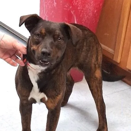 A young medium-sized female Terrier dog named Teaberry for adoption in Philippi, WV