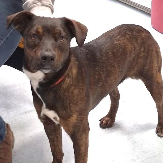 Teaberry thumbnail 2