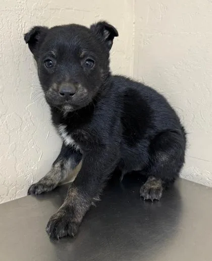 A young medium-sized male Black Terrier dog named Shaw for adoption in Flagstaff, AZ