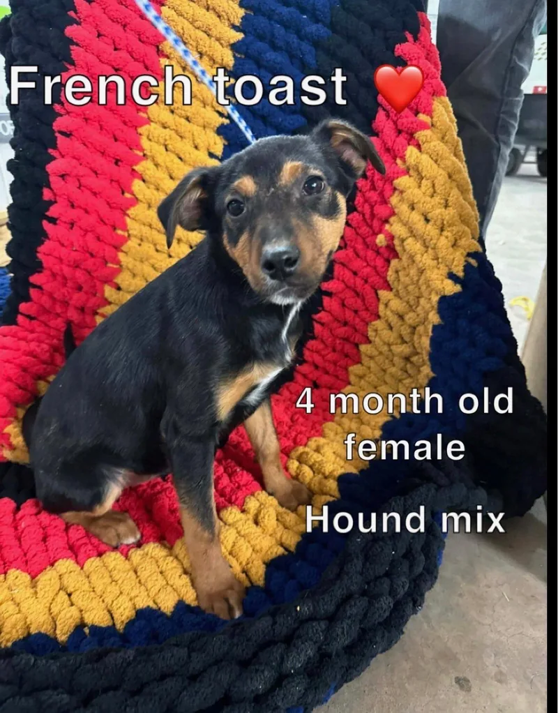 A young medium-sized female Mixed Breed dog named French Toast for adoption in Davenport, IA