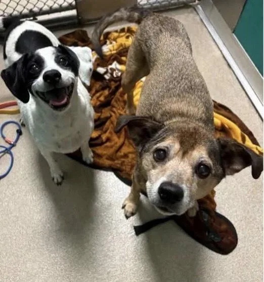 A senior medium-sized female Brown / Chocolate Terrier dog named Harley for adoption in Mooresville, NC
