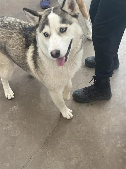 A young large-sized male Mixed Breed dog named Keldon for adoption in Dallas, TX