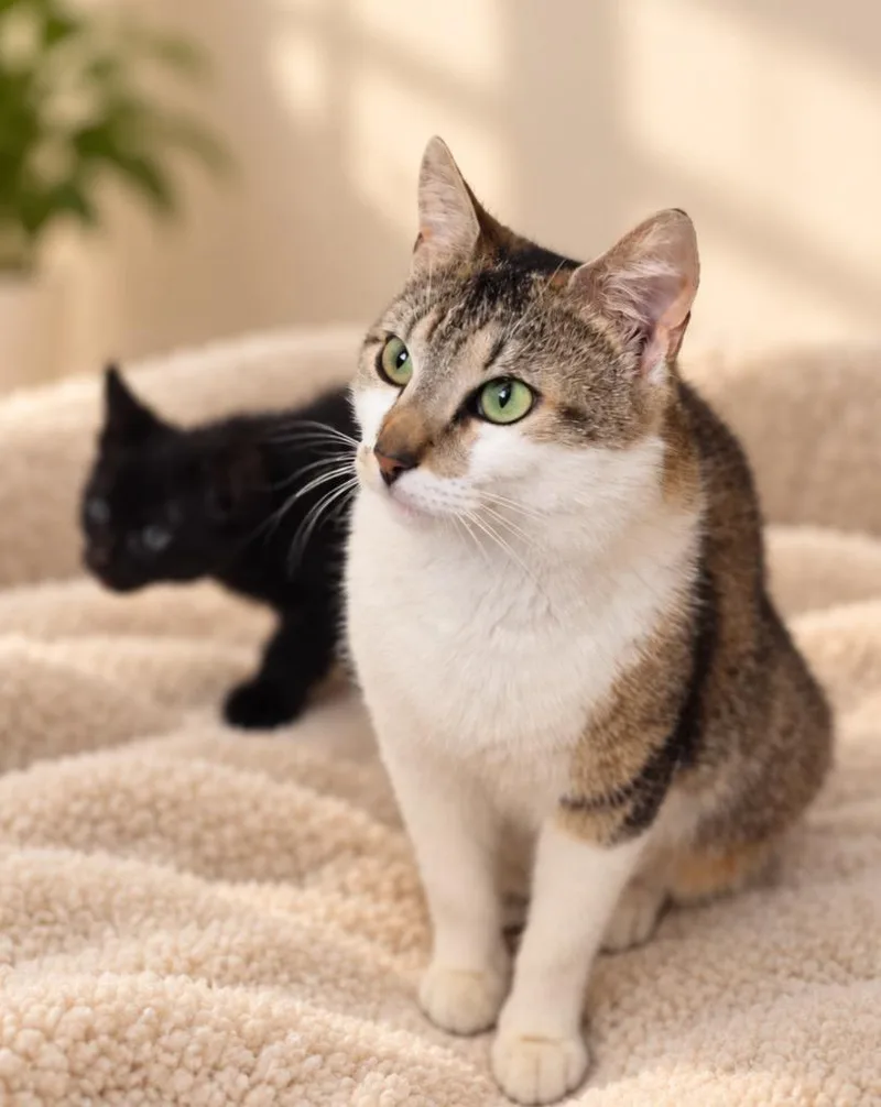 A young medium-sized female Domestic Short Hair cat named Aries for adoption in New York, NY