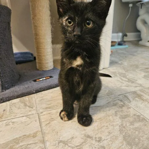 A baby small-sized female Tortoiseshell Domestic Short Hair cat named Maple for adoption in Fishers, IN