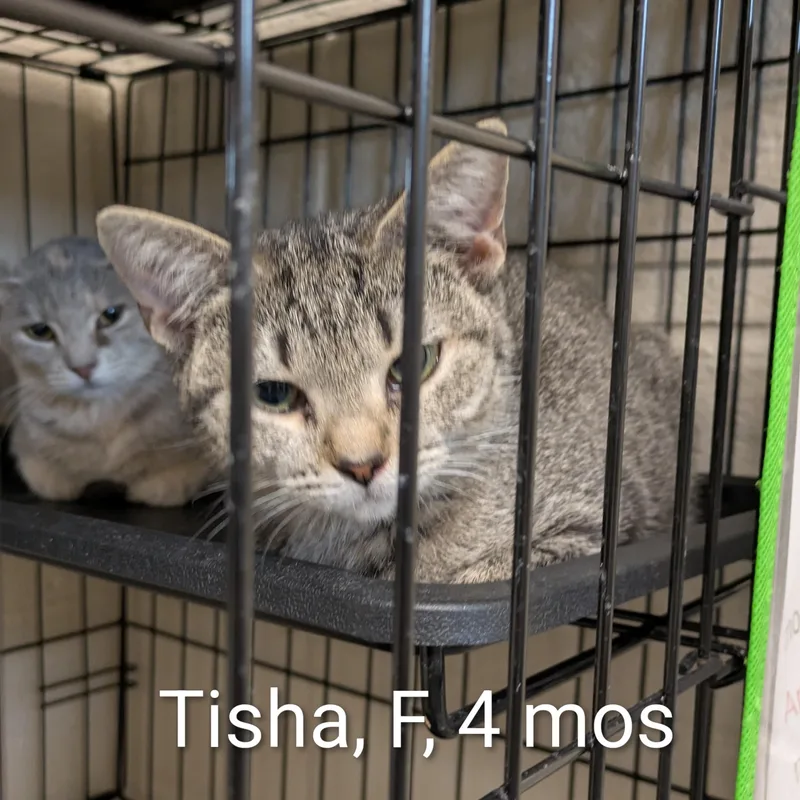 A young small-sized female Tabby (Brown / Chocolate) Domestic Short Hair cat named Tisha for adoption in Bedford, VA