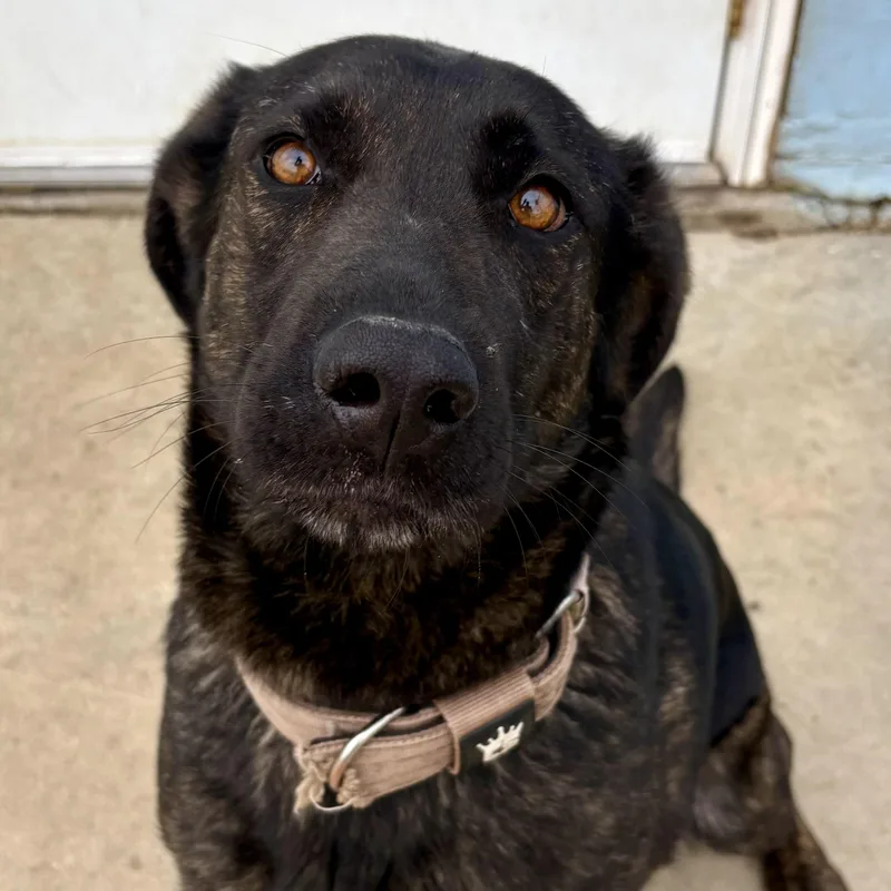 An adult large-sized female Brindle German Shepherd Dog dog named Scarlett for adoption in Charles City, IA