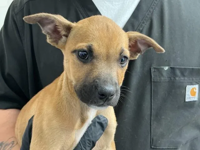 A baby small-sized female Mastiff dog named Lavender for adoption in San Bernardino, CA