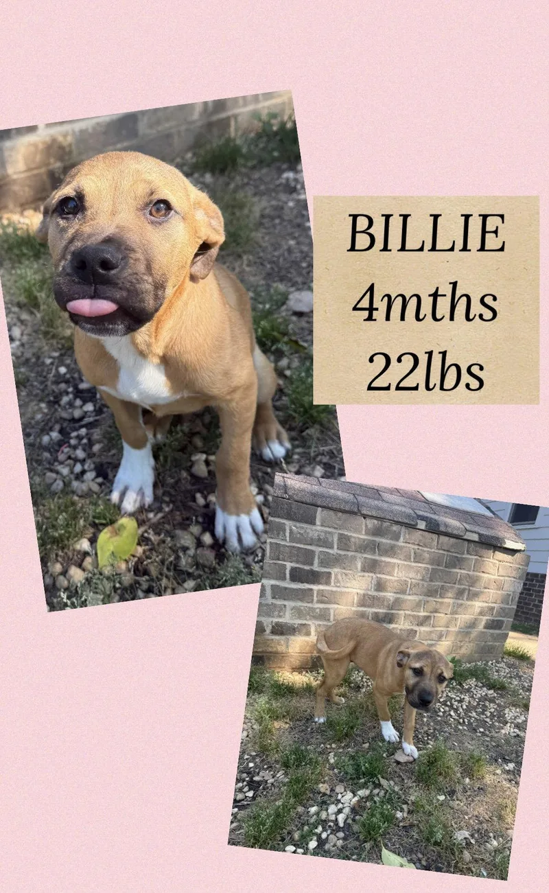 A young medium-sized female Terrier dog named Billie for adoption in Holbrook, NY