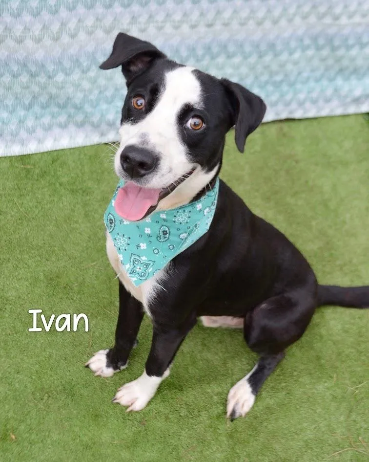 Ivan