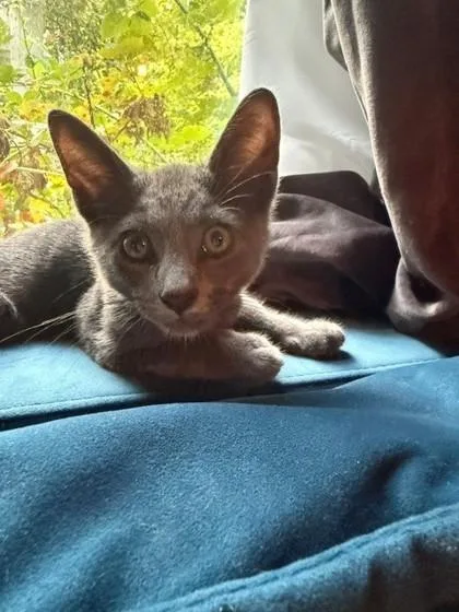 A young small-sized male Domestic Short Hair cat named Odysseus for adoption in Quakertown, PA