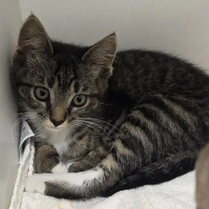 A baby small-sized female Domestic Short Hair cat named SlingShot for adoption in Voorhees, NJ