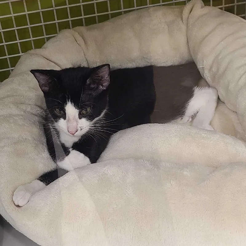 A baby small-sized male Black Domestic Short Hair cat named Mickey for adoption in Tallahassee, FL