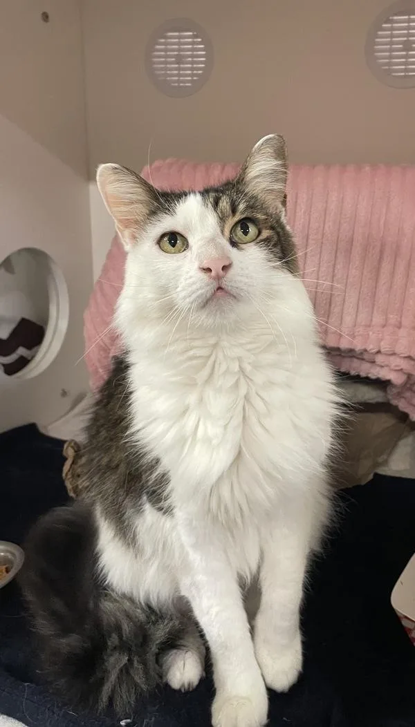 A senior medium-sized female Domestic Long Hair cat named Kc for adoption in Oceanside, CA