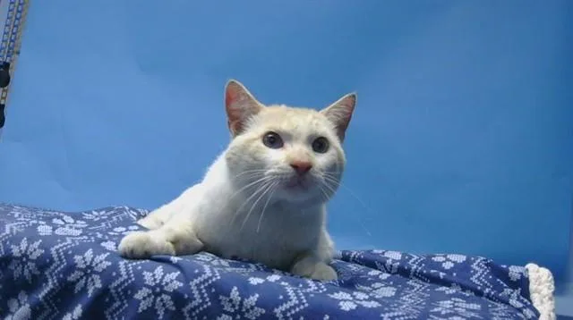 An adult medium-sized male Domestic Medium Hair cat named Bluey for adoption in Gardena, CA