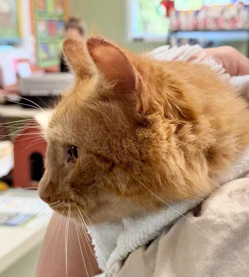 An adult medium-sized male Domestic Short Hair cat named Cheeto for adoption in Burnsville, NC