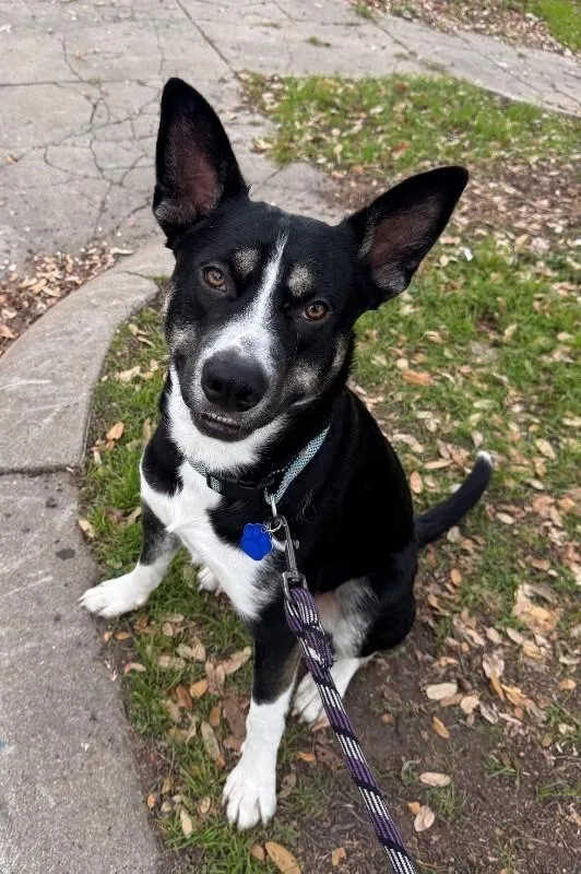 An adult large-sized male Tricolor (Brown, Black, & White) Husky dog named Goose for adoption in Austin, TX