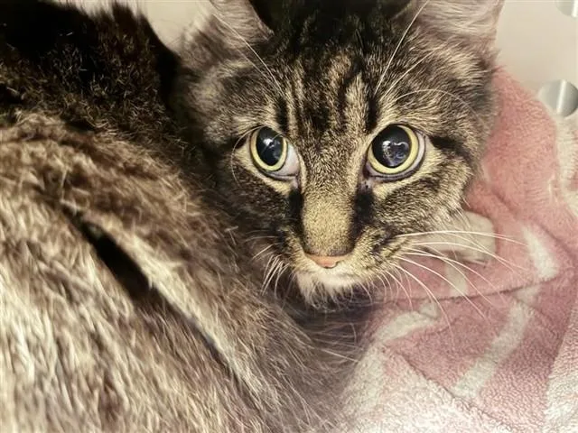 An adult small-sized female Domestic Short Hair cat named Iggy for adoption in Saint Louis, MO