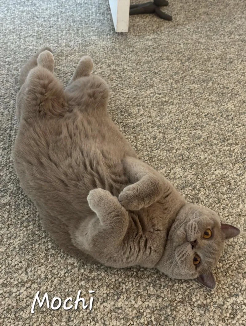 A young large-sized male Gray / Blue / Silver British Shorthair cat named Mochi for adoption in Redondo Beach, CA