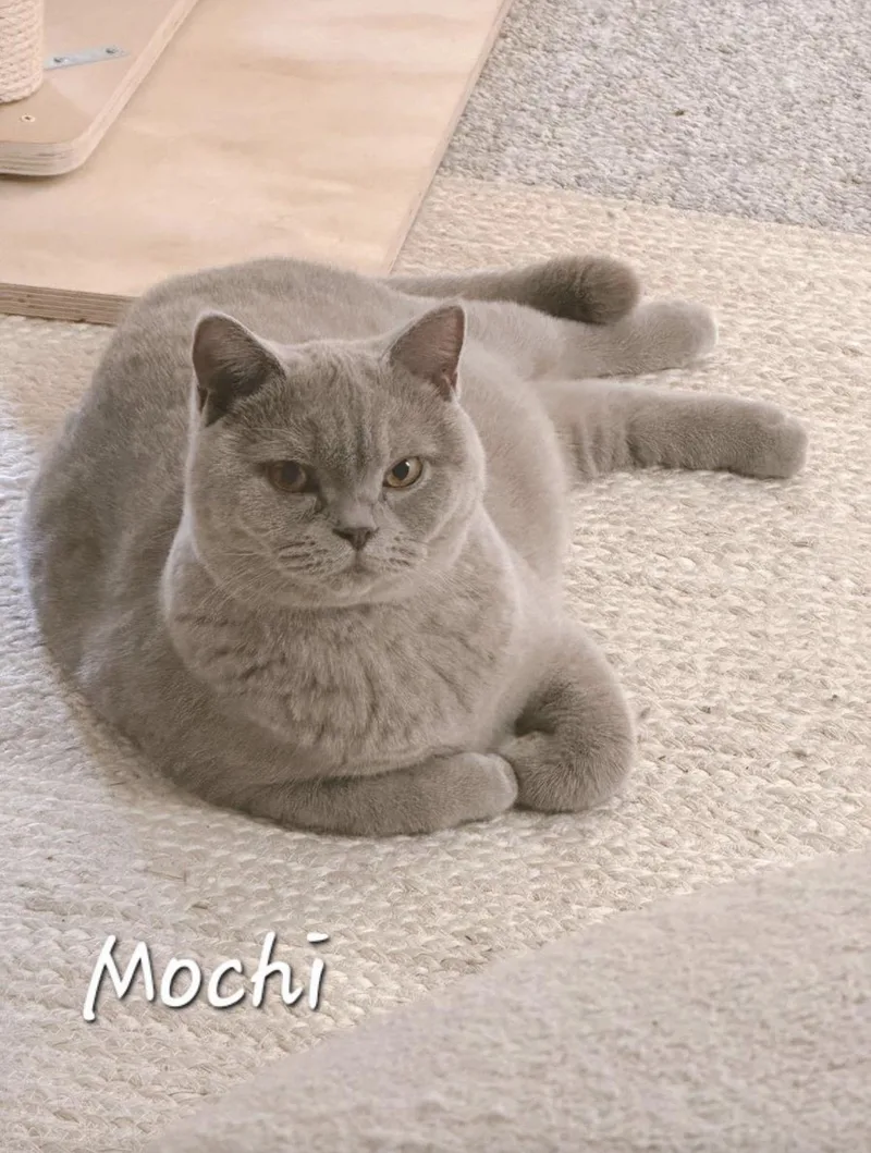 Mochi thumbnail 2