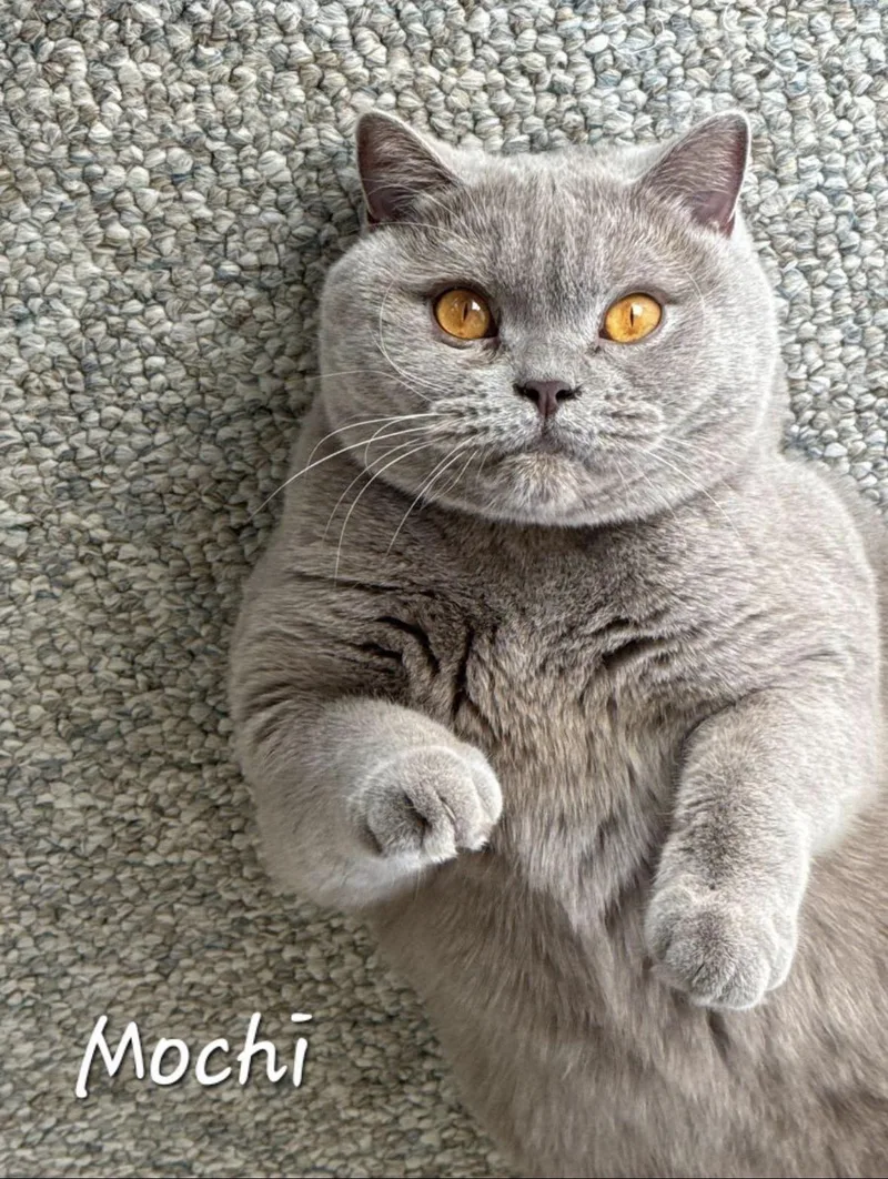 Mochi thumbnail 3