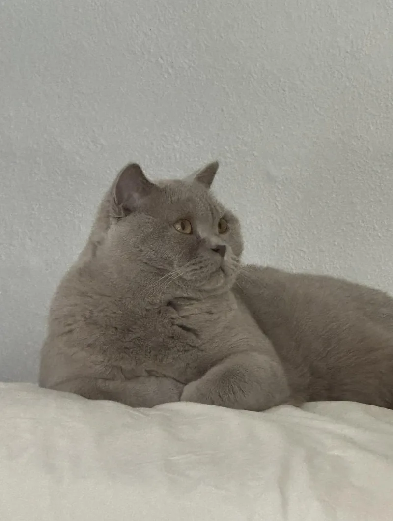 Mochi thumbnail 4