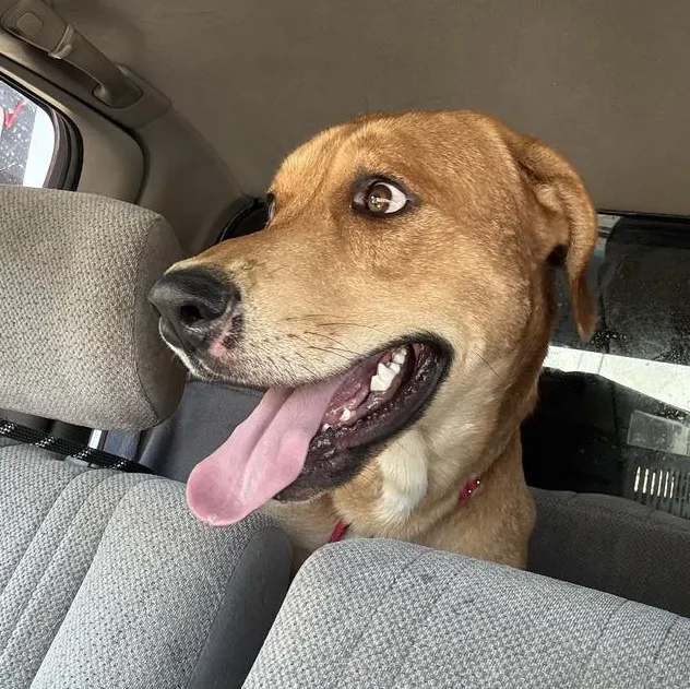 Billy Boy thumbnail 4