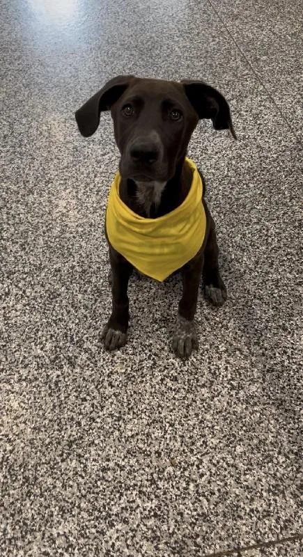 A young medium-sized female Labrador Retriever dog named Wednesday for adoption in Aurora, IL