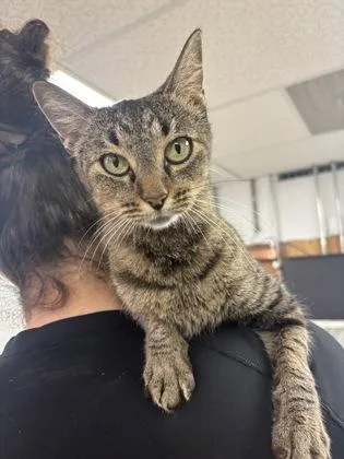 An adult medium-sized female Domestic Short Hair cat named Buffy for adoption in Blue Springs, MO
