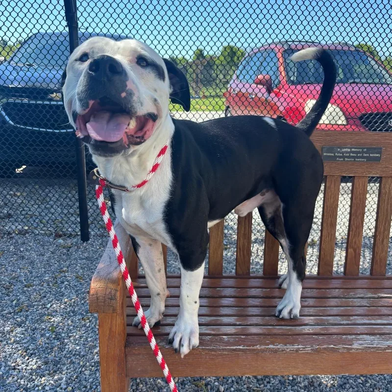 An adult large-sized male Black Pit Bull Terrier dog named Zebra Cakes for adoption in York, PA