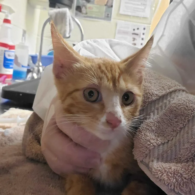 A baby small-sized male Orange / Red Domestic Short Hair cat named Aphid for adoption in Asheville, NC