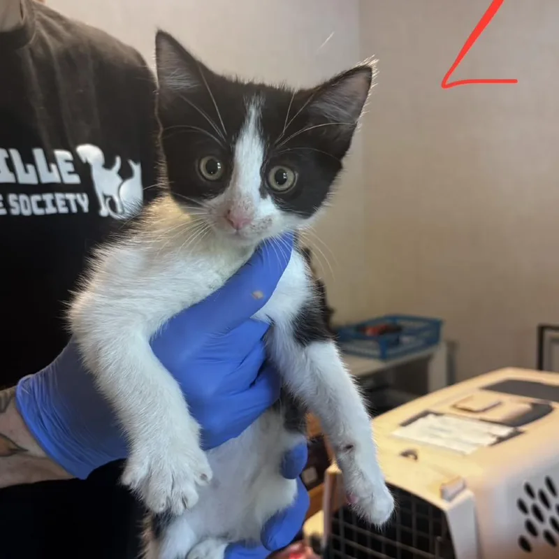 A baby small-sized male Black Domestic Medium Hair cat named R.j. for adoption in Belleville, IL
