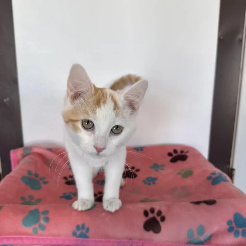 Sweet Potato thumbnail 2