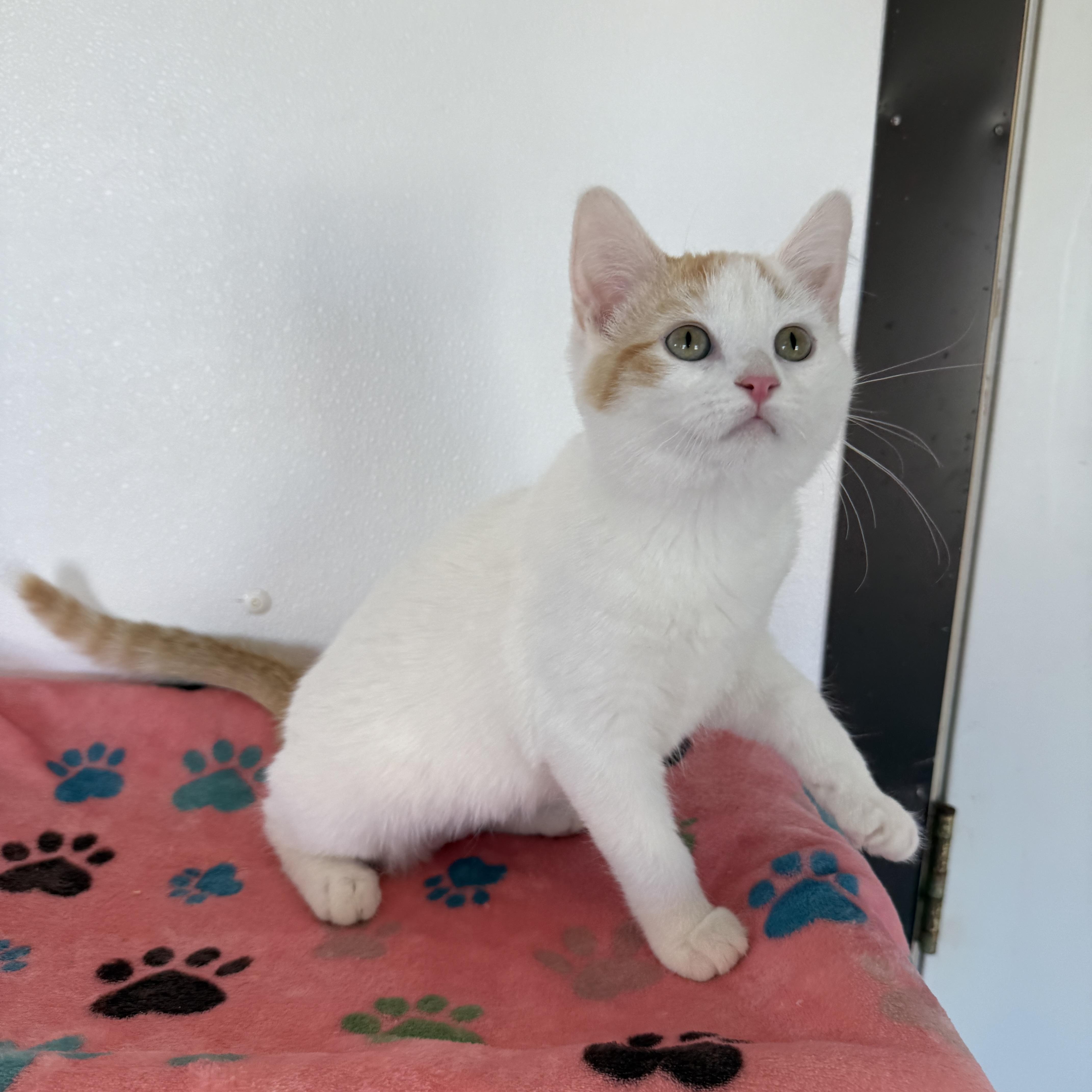 Sweet Potato thumbnail 3