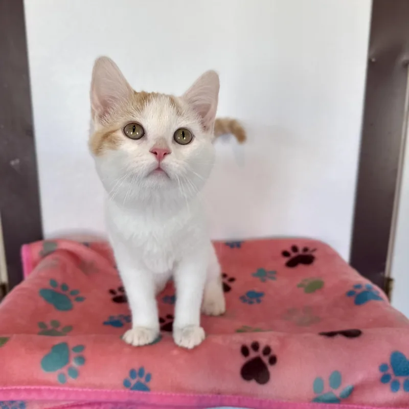 Sweet Potato thumbnail 4