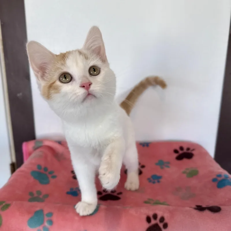 Sweet Potato thumbnail 5