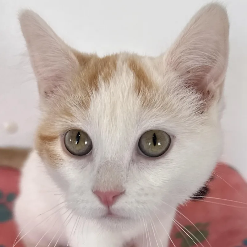 A baby medium-sized female Domestic Short Hair cat named Sweet Potato for adoption in Auburn, NE