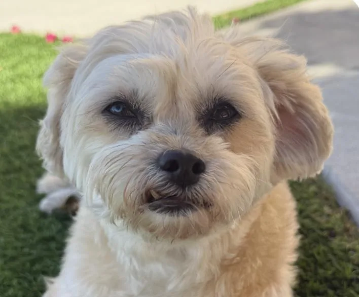 An adult small-sized female Maltipoo dog named Sunny for adoption in San Ramon, CA