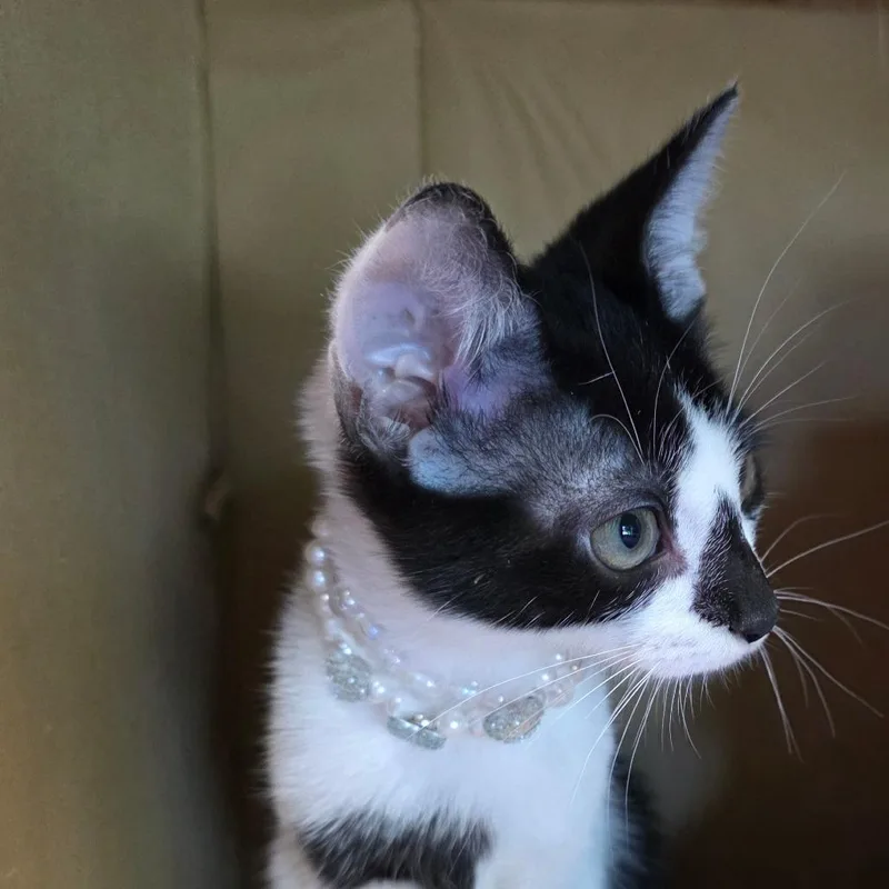 A baby medium-sized female Black & White / Tuxedo Domestic Medium Hair cat named Sookie Waterhouse for adoption in Wiggins, MS