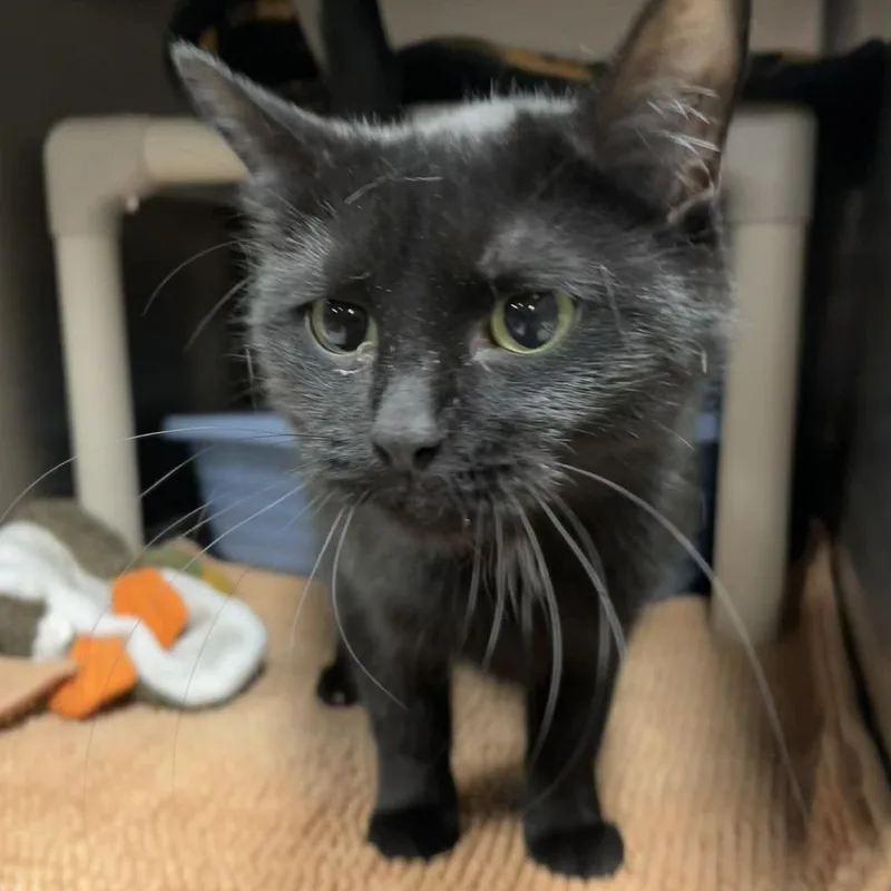 An adult medium-sized female Black Domestic Short Hair cat named Omega for adoption in Wyandotte, MI