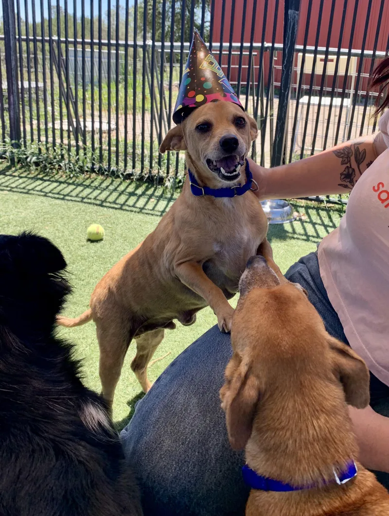 A senior small-sized male Golden Chihuahua dog named Chewy for adoption in Grass Valley, CA