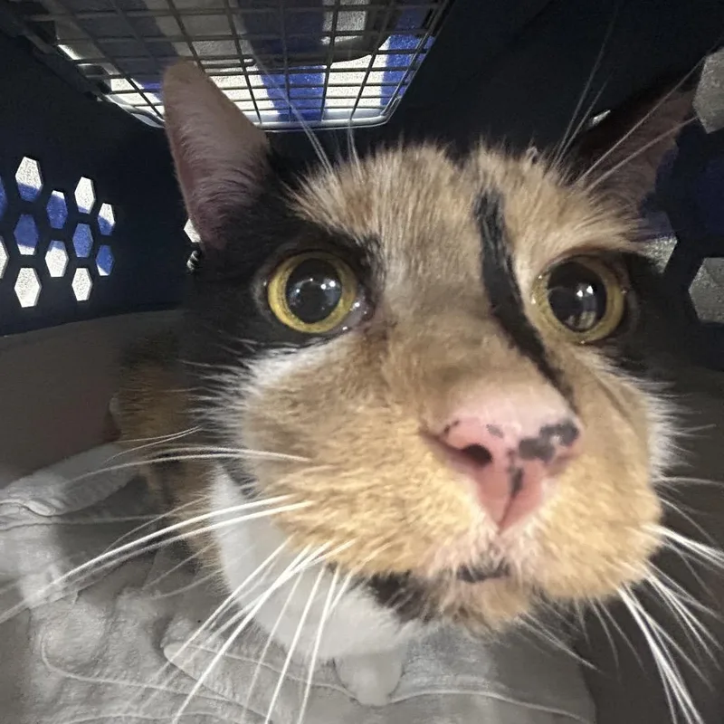 A baby small-sized female Calico Domestic Short Hair cat named Daisy for adoption in Newark, NJ