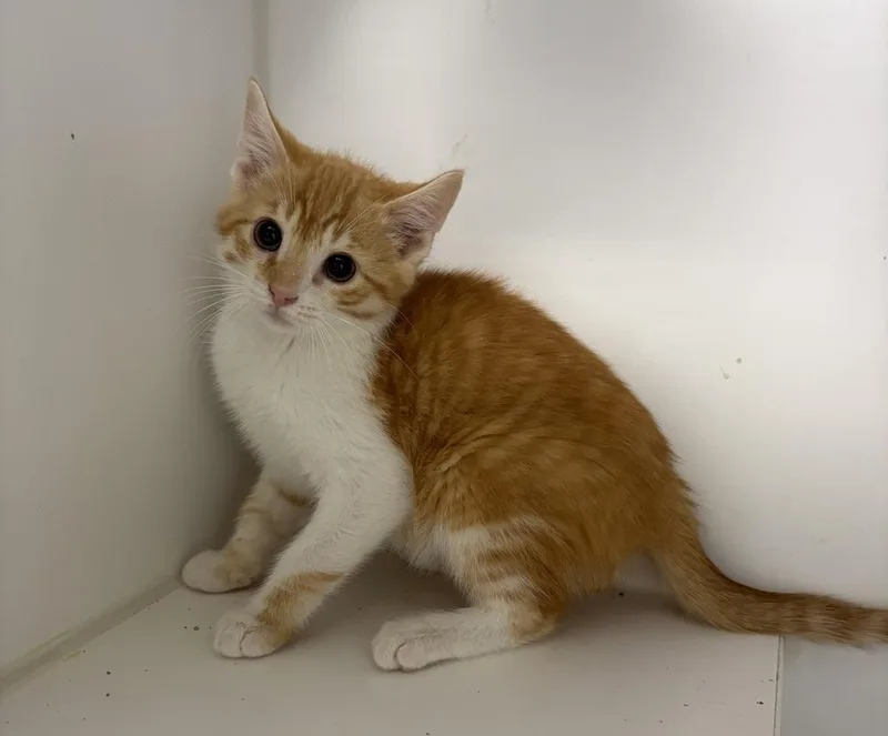 A baby small-sized male Orange & White Domestic Short Hair cat named Otis for adoption in Rochester, IN