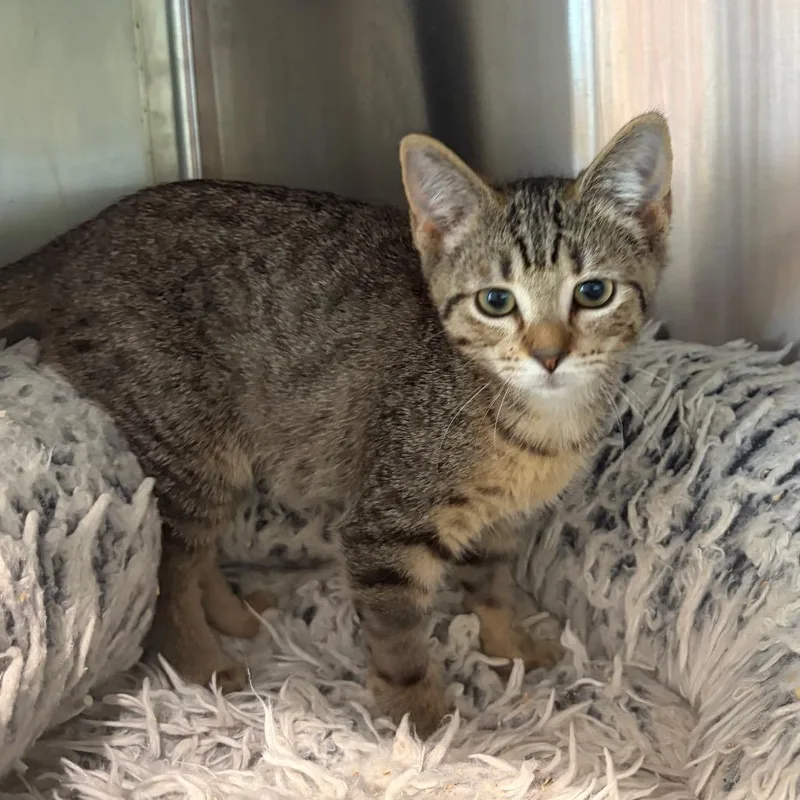 A baby small-sized male Domestic Short Hair cat named Baylor for adoption in Cumming, GA