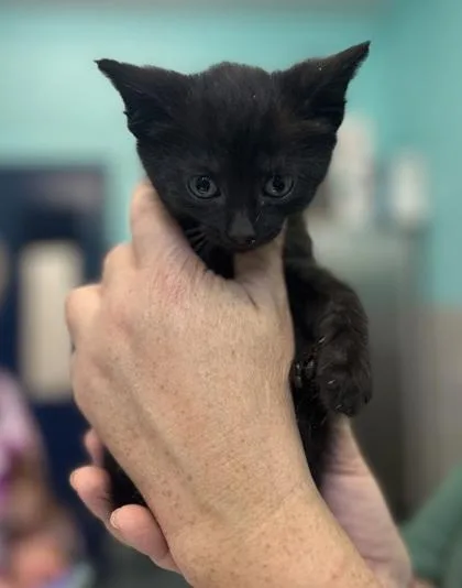 A baby small-sized male Domestic Short Hair cat named Cirrus for adoption in Cincinnati, OH